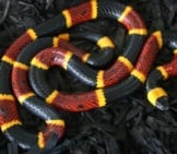 A Large Coral Snake - Notice The Red Bands Touching The Yellowphoto By: (C) Zebraman777 Www.fotosearch.com