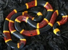 A large coral snake - Notice the red bands touching the yellowPhoto by: (c) zebraman777 www.fotosearch.com