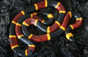A large coral snake - Notice the red bands touching the yellowPhoto by: (c) zebraman777 www.fotosearch.com