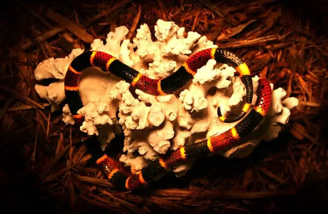 Coral Snake, on White Coral Photo by: (c) zebraman777 www.fotosearch.com