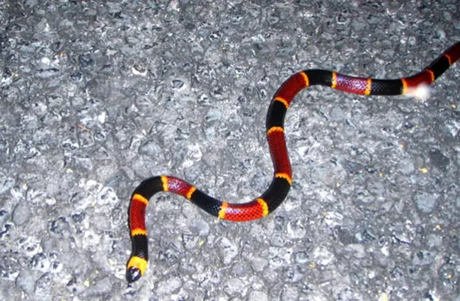 Coral snake Photo by: Everglades NPS, public domain