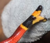 Aberrant Tx Coral Snake, Biting A Towel Photo By: Ashley Tubbs Https://Creativecommons.org/Licenses/By-Nd/2.0/