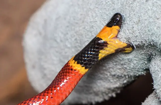 Aberrant TX coral snake, biting a towel Photo by: Ashley Tubbs https://creativecommons.org/licenses/by-nd/2.0/