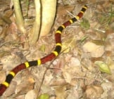 Coral Snake: Red On Yellow, Kill A Fellow -- Red On Black, Friend Of Jack&Quot; Photo By: Evan Bench Https://Creativecommons.org/Licenses/By-Nd/2.0/