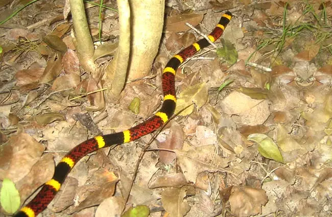 Coral snake: Red on yellow, kill a fellow -- red on black, friend of jack&quot; Photo by: Evan Bench https://creativecommons.org/licenses/by-nd/2.0/