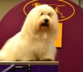 Coton De Tulear On The Grooming Table At A Dog Show Photo By: Petful Https://Www.petful.com/