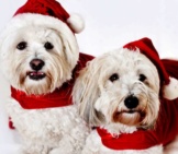 A Pair Of Coton De Tulear Dogs Dressed For The Holidays Photo By: (C) Elenathewise Www.fotosearch.com