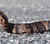 Young Cottonmouth Photo By: Brian Garrett Https://Creativecommons.org/Licenses/By-Nd/2.0/