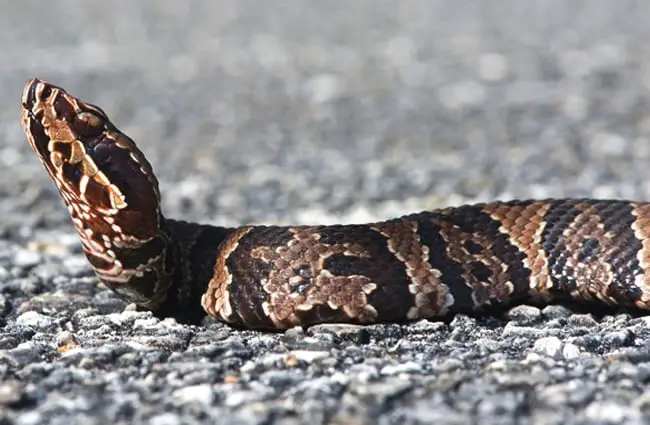 Young cottonmouth Photo by: Brian Garrett https://creativecommons.org/licenses/by-nd/2.0/