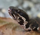Closeup Of A Cottonmouth&#039;S Head Photo By: Greg Schechter Https://Creativecommons.org/Licenses/By-Nd/2.0/