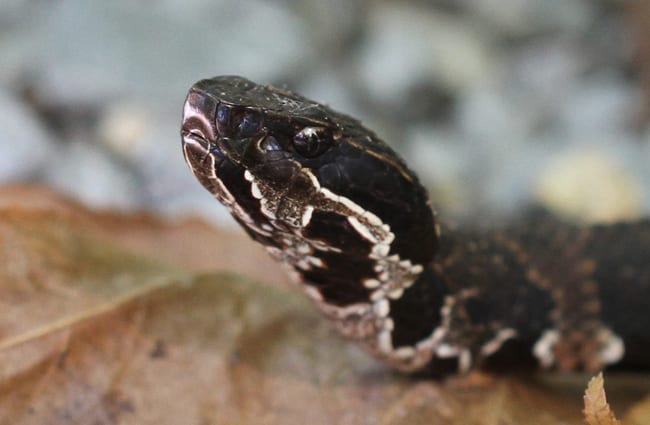 Closeup of a cottonmouth&#039;s head Photo by: Greg Schechter https://creativecommons.org/licenses/by-nd/2.0/