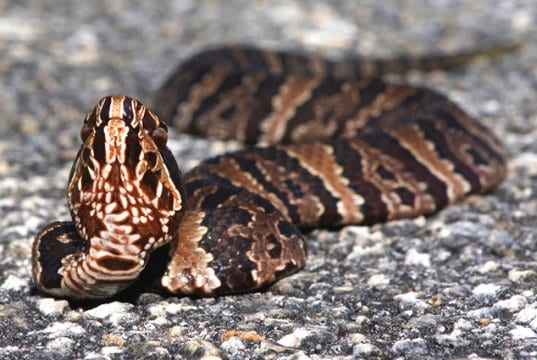 Cottonmouth in the roadwayPhoto by: Brian Garretthttps://creativecommons.org/licenses/by-nd/2.0/