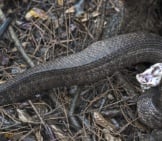 Florida Cottonmouth In Defensive Posture Photo By: Florida Fish And Wildlife Https://Creativecommons.org/Licenses/By-Nd/2.0/