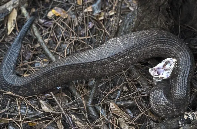 Florida cottonmouth in defensive posture Photo by: Florida Fish and Wildlife https://creativecommons.org/licenses/by-nd/2.0/