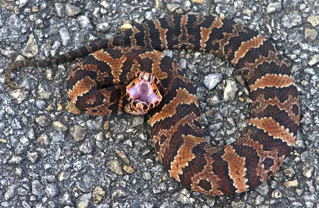 Young cottonmouth showing its fangs Photo by: Brian Garrett https://creativecommons.org/licenses/by-nd/2.0/