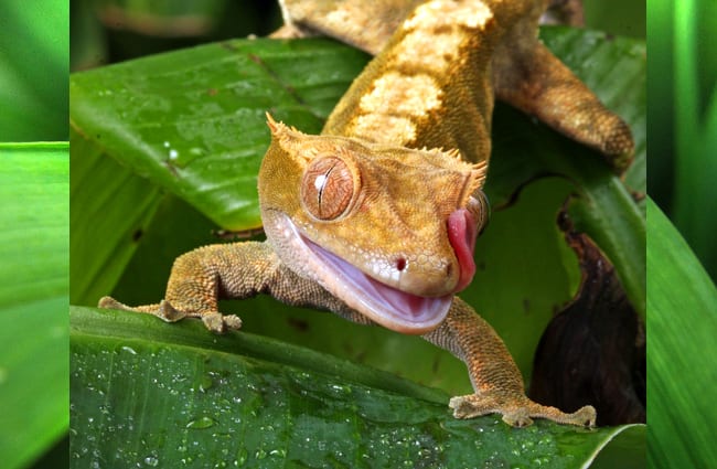 Crested Gecko