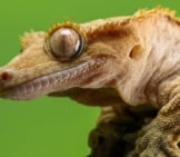 Closeup Of A Crested Gecko&#039;S Face