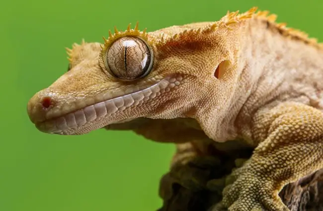 Closeup of a Crested Gecko&#039;s face