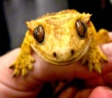 Tiny Crested Gecko