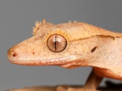 Closeup of a Crested Gecko's face