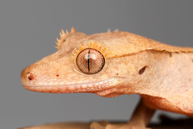 Crested Gecko - Description, Habitat, Image, Diet, and Interesting Facts.