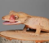 Crested Gecko Cleaning Its Eye With Its Tongue