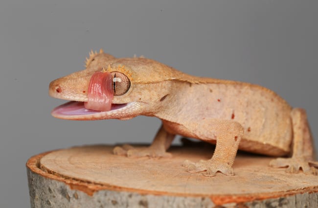 Crested Gecko cleaning its eye with its tongue