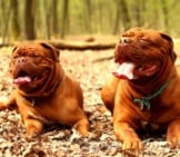 A Pair Of Dogue De Bordeaux (French Mastiff) In The Forest.