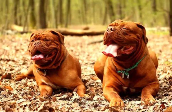 A pair of Dogue de Bordeaux (French Mastiff) in the forest.