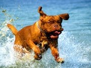 Dogue de Bordeaux Dogue de Bordeaux playing in the lake water.French Mastiff