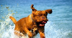 Dogue de Bordeaux playing in the lake water.French Mastiff