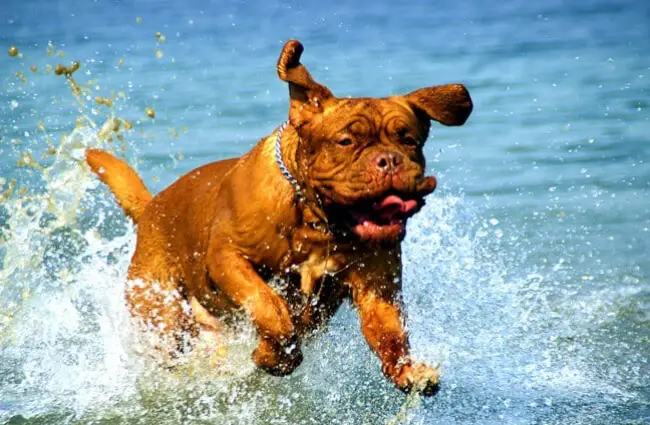 Dogue de Bordeaux playing in the lake water.French Mastiff