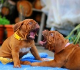 Dogue De Bordeaux Puppies Mouth-Wrestling. French Mastiff Puppies