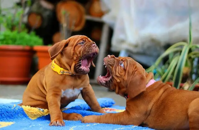 Dogue de Bordeaux puppies mouth-wrestling. French Mastiff puppies