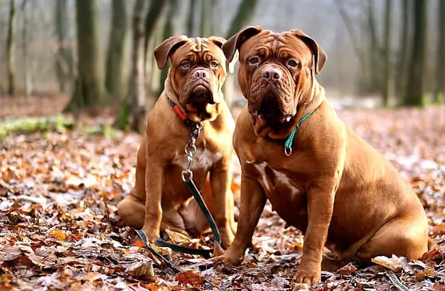 Dogues de Bordeaux (French Mastiffs) posing in the forest.