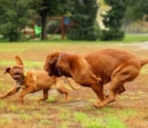 Adult And Juvenile French Mastiff; Dogue De Bordeaux
