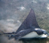 Spotted Eagle Ray Skimming The Ocean Floorphoto By: Paul Asman And Jill Lenoblehttps://Creativecommons.org/Licenses/By/2.0/