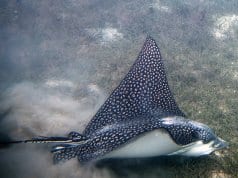 Spotted Eagle Ray skimming the ocean floorPhoto by: Paul Asman and Jill Lenoblehttps://creativecommons.org/licenses/by/2.0/