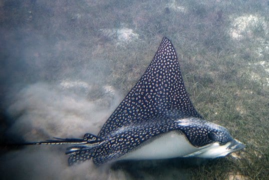 Spotted Eagle Ray skimming the ocean floorPhoto by: Paul Asman and Jill Lenoblehttps://creativecommons.org/licenses/by/2.0/