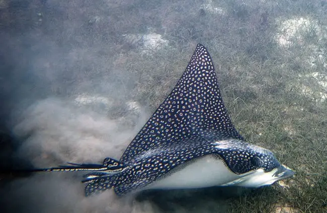 Spotted Eagle Ray skimming the ocean floorPhoto by: Paul Asman and Jill Lenoblehttps://creativecommons.org/licenses/by/2.0/