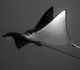 A Pair Of Stunning Black And White Eagle Rays Photo By: Dominic Scaglioni Https://Creativecommons.org/Licenses/By/2.0/