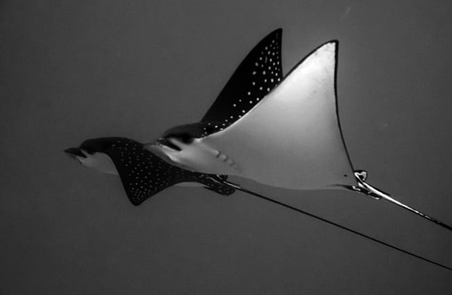 A pair of stunning black and white Eagle Rays Photo by: Dominic Scaglioni https://creativecommons.org/licenses/by/2.0/