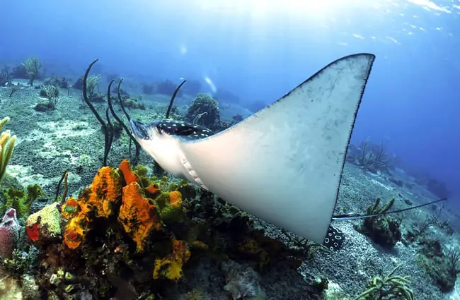 Eagle Ray at the colorful ocean floorPhoto by: Tam Warner Mintonhttps://creativecommons.org/licenses/by/2.0/