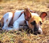 Young Smooth Fox Terrier Lying On The Grass, Fox Terrier Smooth Photo By: (C) Esolex Www.fotosearch.com
