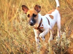 Young smooth fox terrier in the field, fox terrier smoothPhoto by: (c) ESOlex www.fotosearch.com