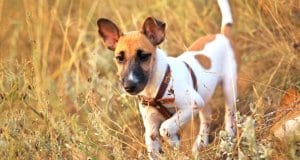 Young smooth fox terrier in the field, fox terrier smoothPhoto by: (c) ESOlex www.fotosearch.com