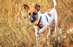 Young smooth fox terrier in the field, fox terrier smoothPhoto by: (c) ESOlex www.fotosearch.com