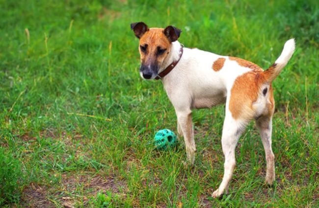 Fox terrier (smooth) with a ball, smooth fox terrier Photo by: (c) ESOlex www.fotosearch.com