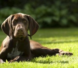 German Shorthaired Pointer Puppy Lounging In The Yard.