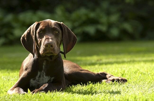 German Shorthaired Pointer puppy lounging in the yard.